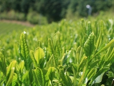 高級煎茶「茶港」