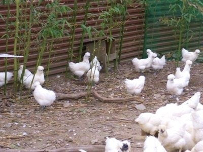 放飼い烏骨鶏卵 10個入／アライふぁーむ