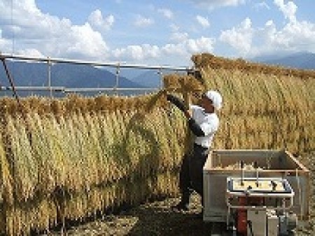 笠原農園米コシヒカリ