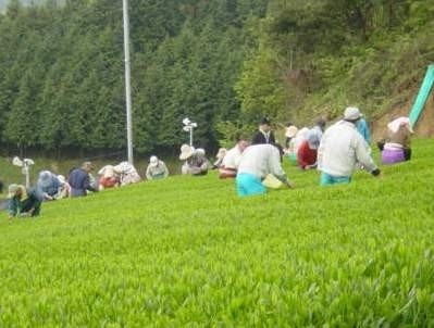 高級煎茶「茶港」