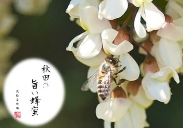 国産蜂蜜ギフト125g×6本 「極」／花輪養蜂場
